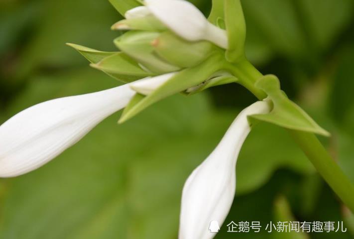 11月開始財運廣進，吉星進門，生活無比幸福的生肖