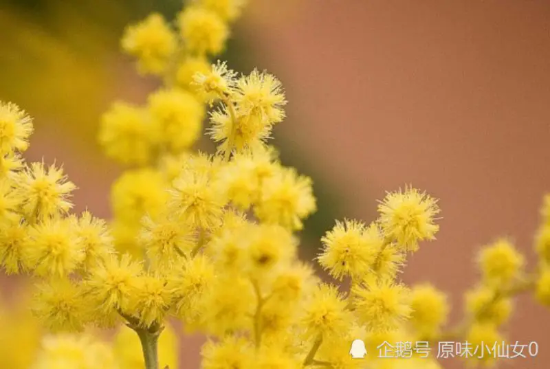 十一月上旬開始，喜鵲門前叫，迎好運，吉星近身的生肖