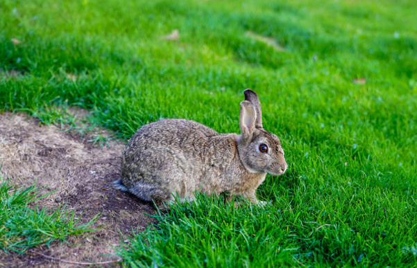 苦命的大金兔：10月下旬家裡有人員調動，屬兔人要沉住氣！